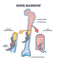 A diagram of the bone marrow with the compact bone, spongy bone, yellow bone marrow, red bone marrow, blood vessels, and articular cartilage labelled.